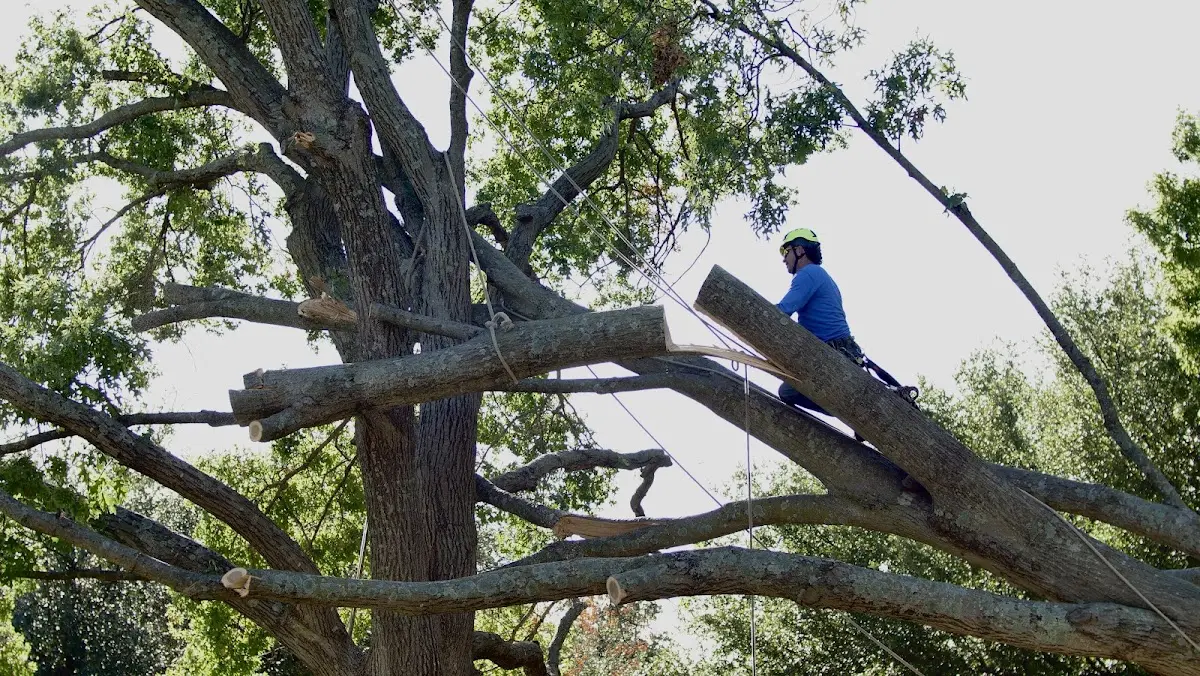 Professional Crown Thinning performed by certified arborists in Bethlehem